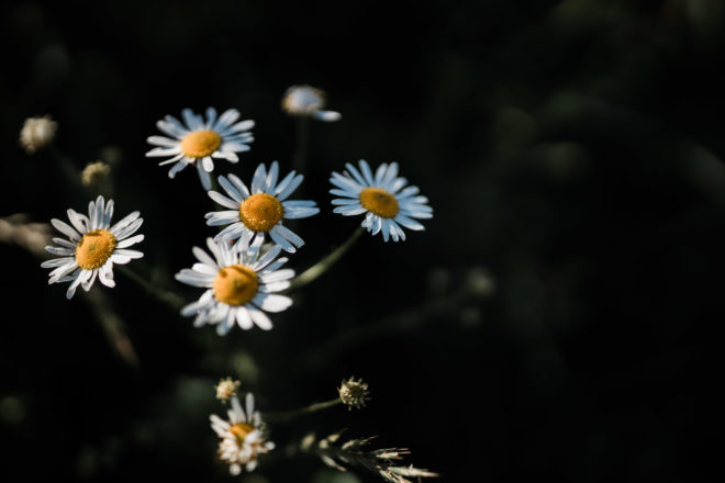 Testfoto: Blumen am Feldrand - aufgenommen mit 35mm Blende 1.4, Canon EOS R