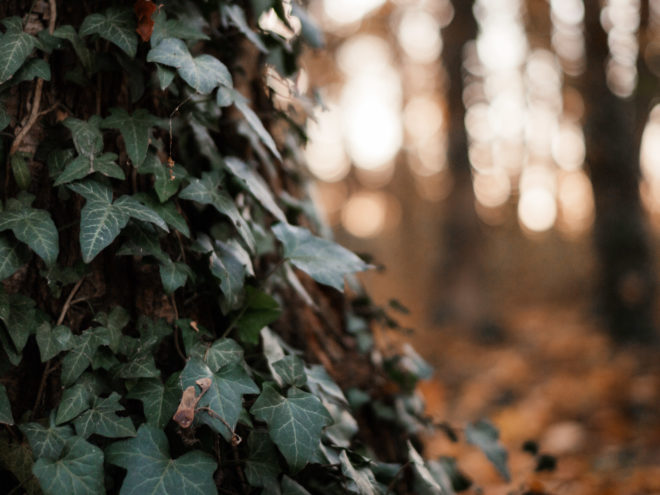 Pergear 35mm 1.2 für MFT: Review und Test 5