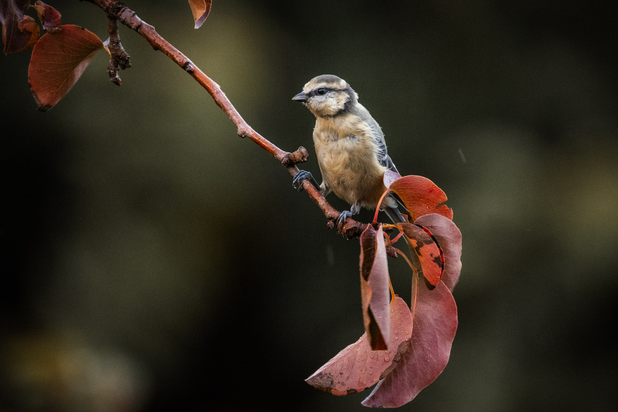 Vögel fotografieren – Tipps und Tricks zur Vogelfotografie